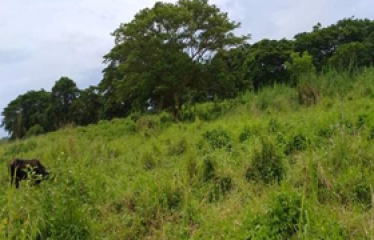 Agricultural Land for Sale