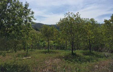 Rural Residential Freehold Large 1-acre lot, and two 3/4 acre lots For Sale At Momi Bay – The Unseen Haven