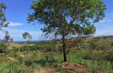 Rural Residential Freehold Large 1-acre lot, and two 3/4 acre lots For Sale At Momi Bay – The Unseen Haven