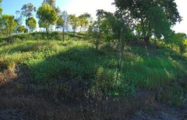 Rural Residential Freehold Large 1-acre lot, and two 3/4 acre lots For Sale At Momi Bay – The Unseen Haven