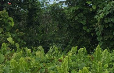 Agriculture Lease For Sale, Nausori, Fiji Islands